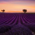 Lavender Sunset. Two Trees