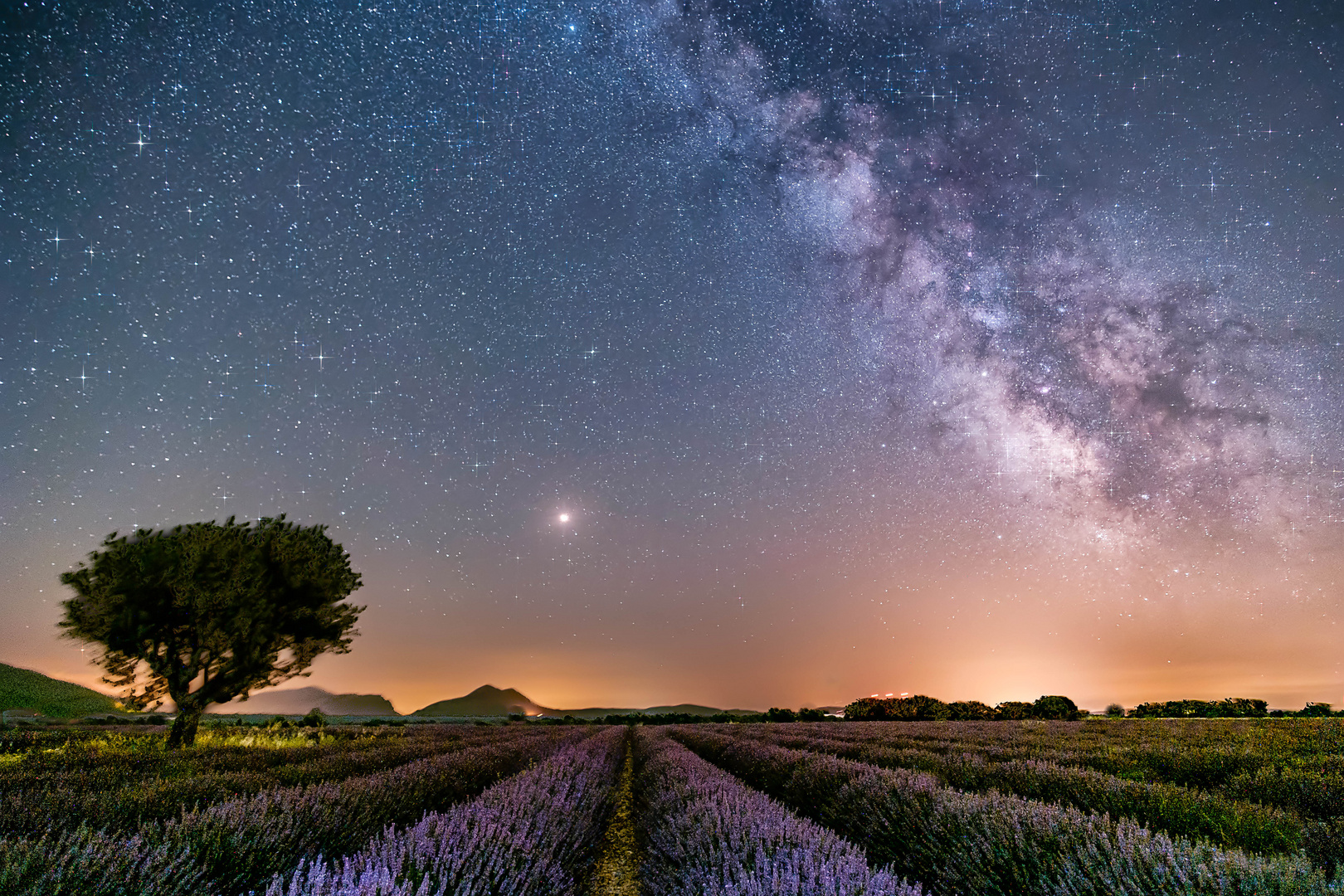 Lavender under the Milky Way