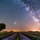 Lavender under the Milky Way