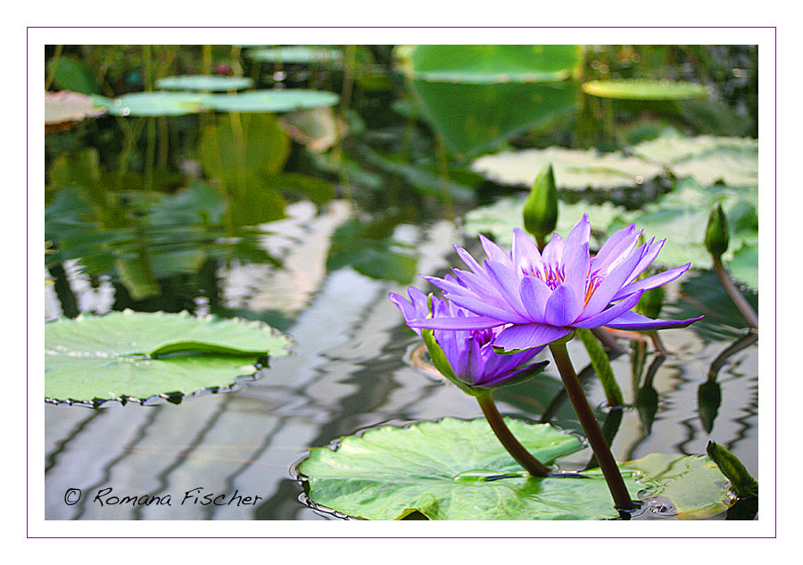 Lavender water lily