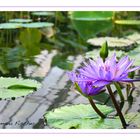 Lavender water lily