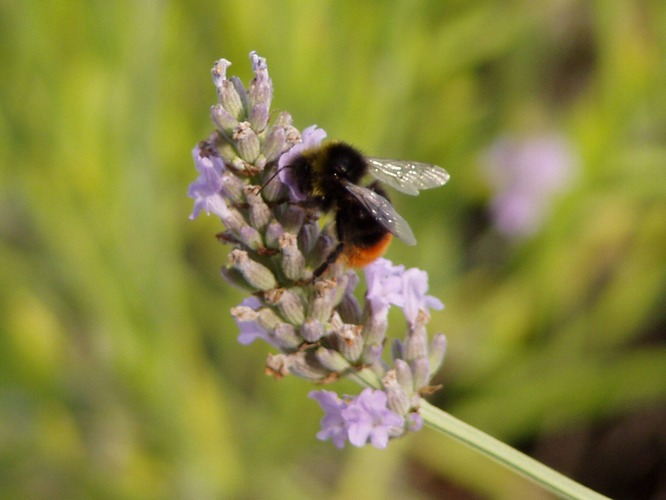 Lavender with Bumble Bee