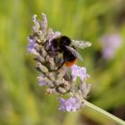 Lavender with Bumble Bee