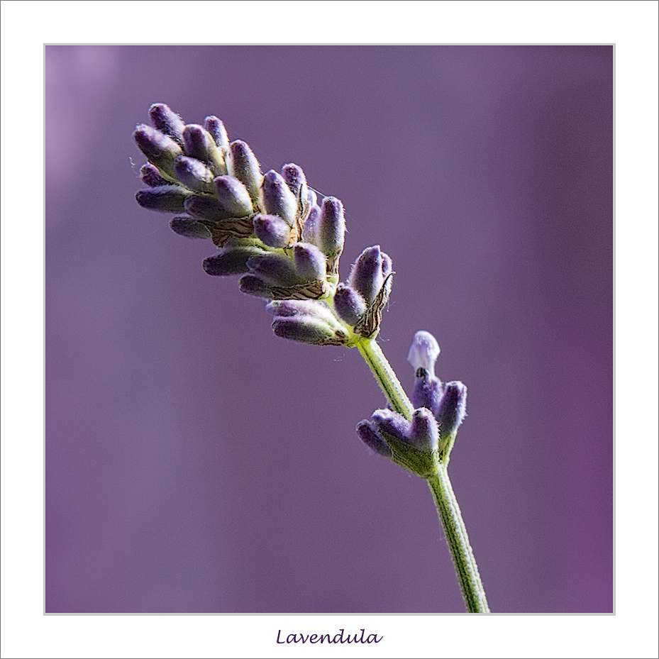 Lavendula