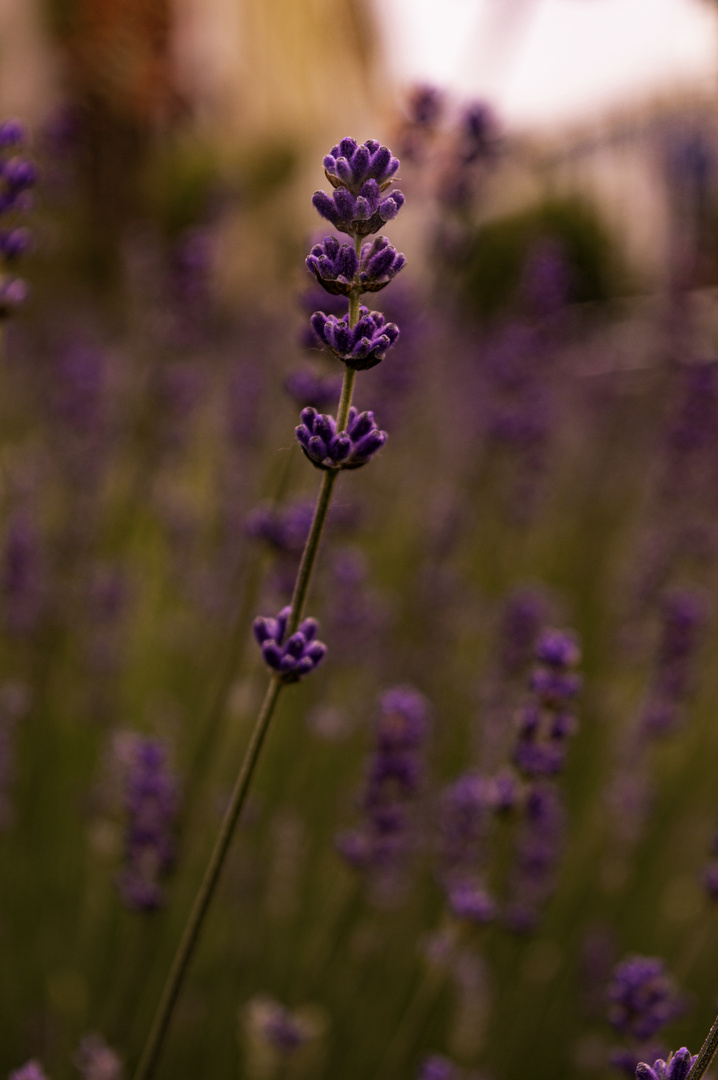 Lavendula