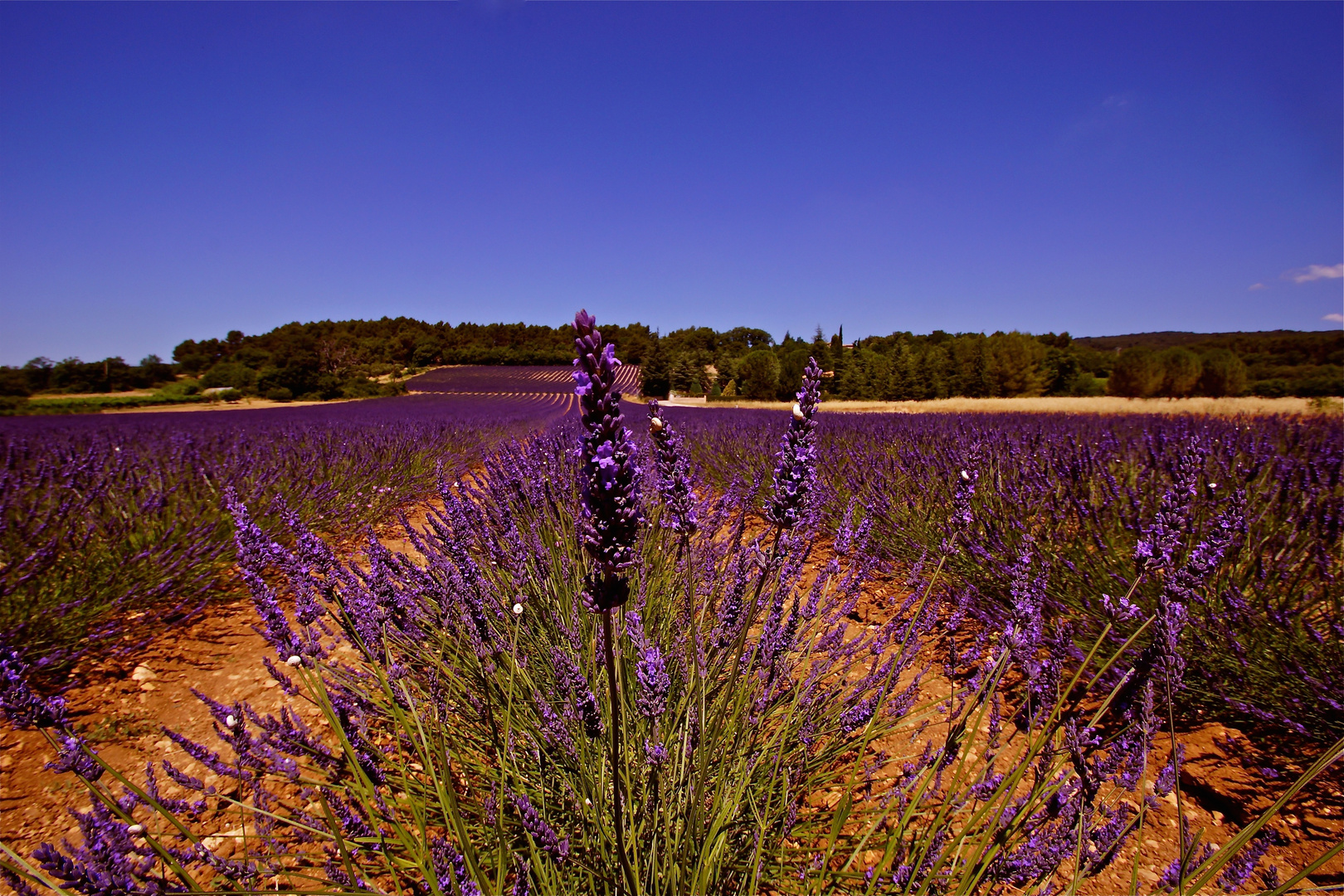 Lavendula