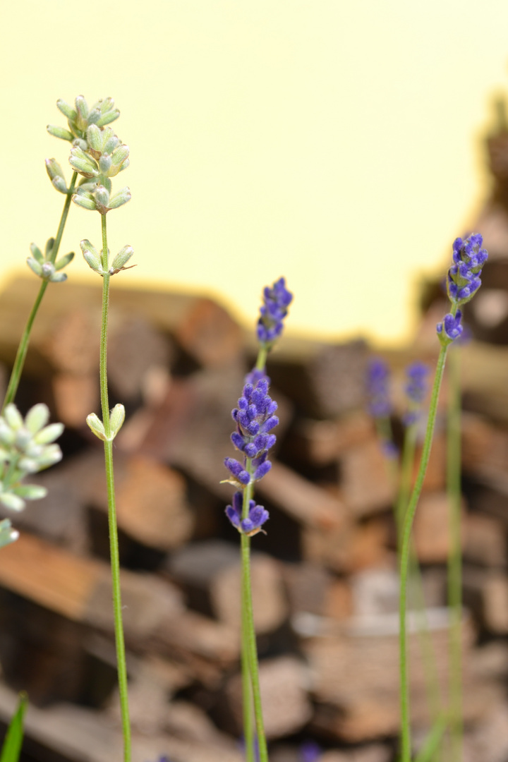 Lavendula im Garten da...