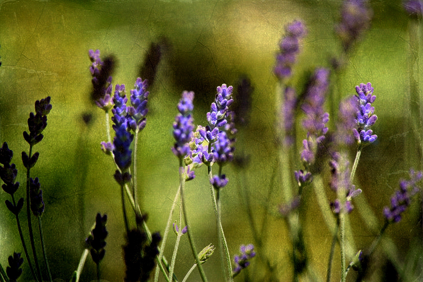 Lavendula vera