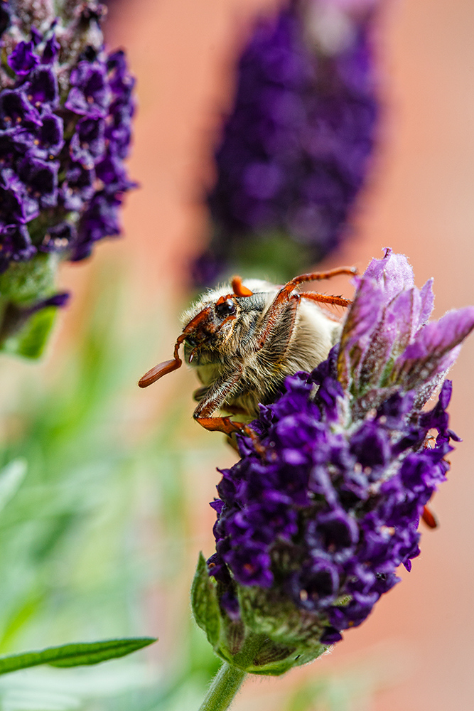 Lavendulum...