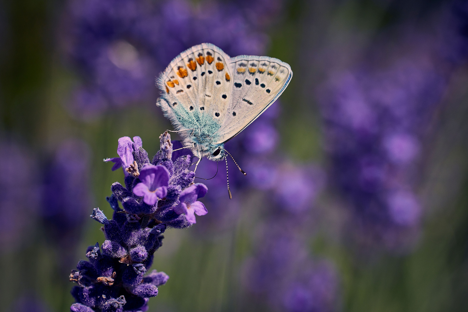 Lavernder's blue...so am I!