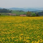 L'Aveyron déroule pour vous son tapis vert et jaune