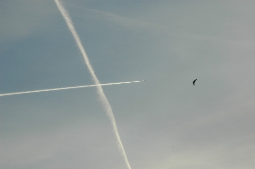 L'avion est grand,mais petit comme l'oiseau.