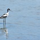 L'avocette !