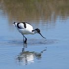 L'avocette