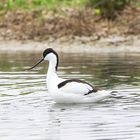 L'avocette !