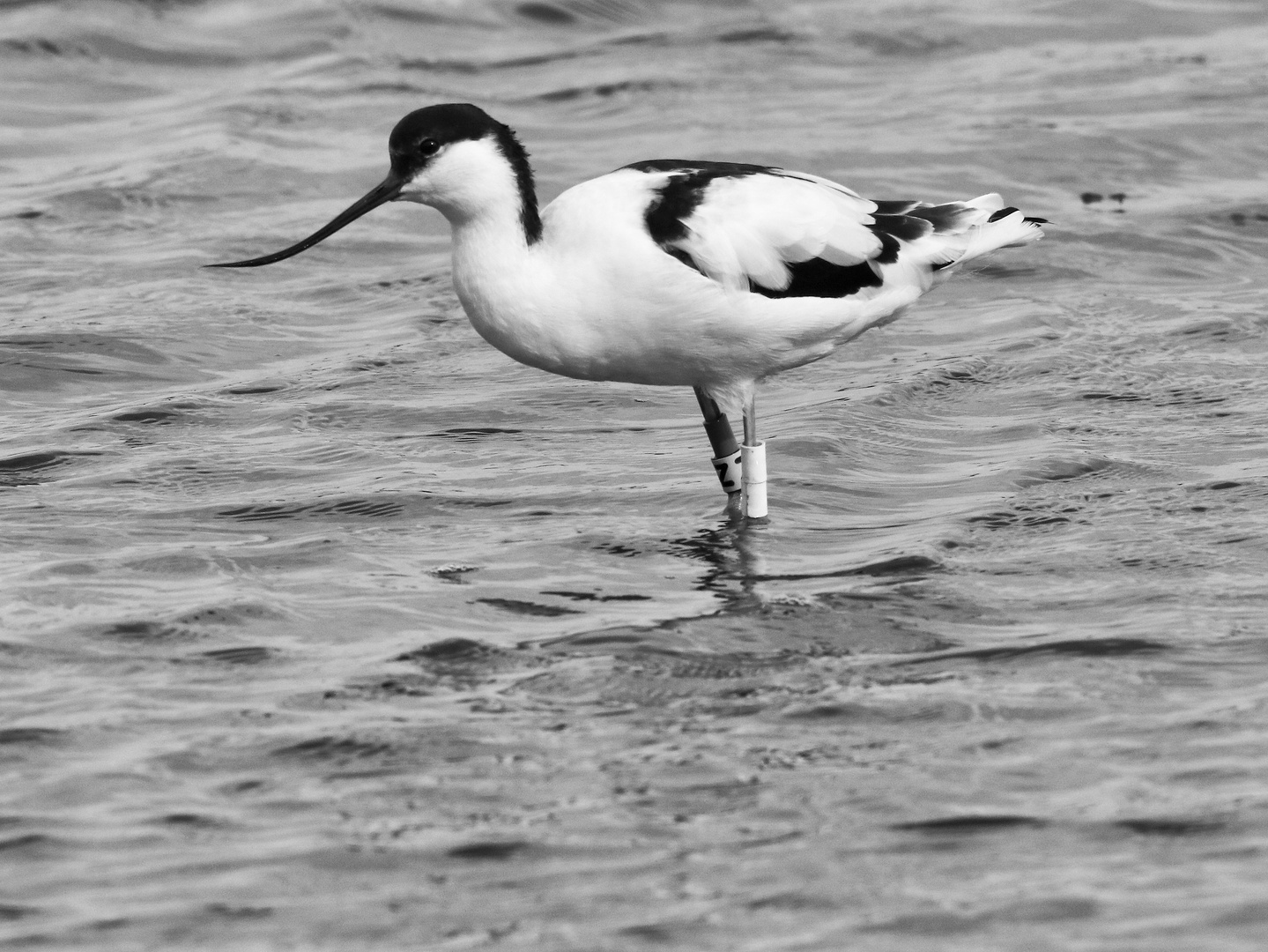 l'avocette !