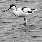 l'avocette !