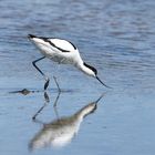 l'avocette ....