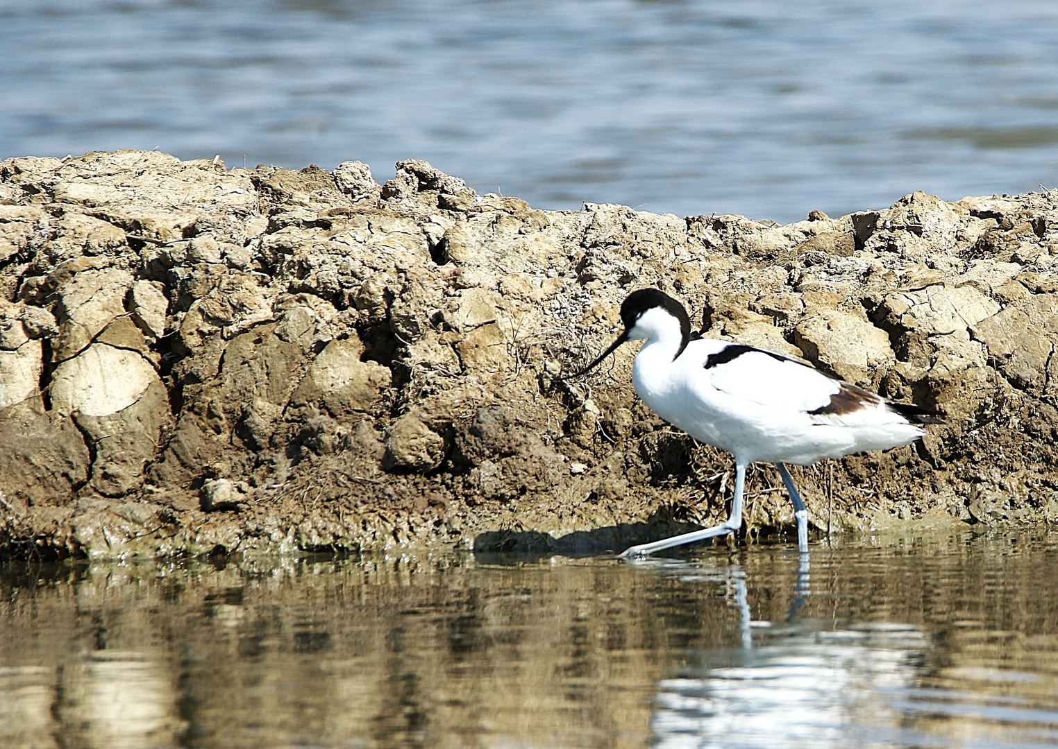 L'avocette en balade !