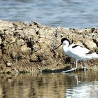 L'avocette en balade !