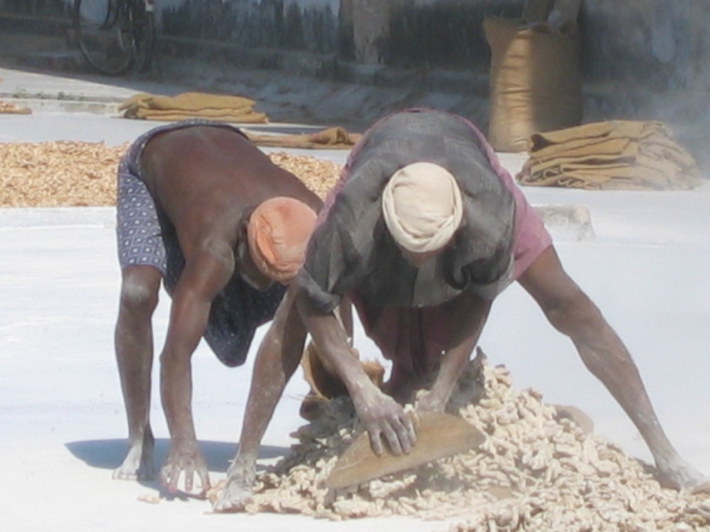 lavorator di zenzero a Cochin