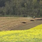 Lavori di primavera