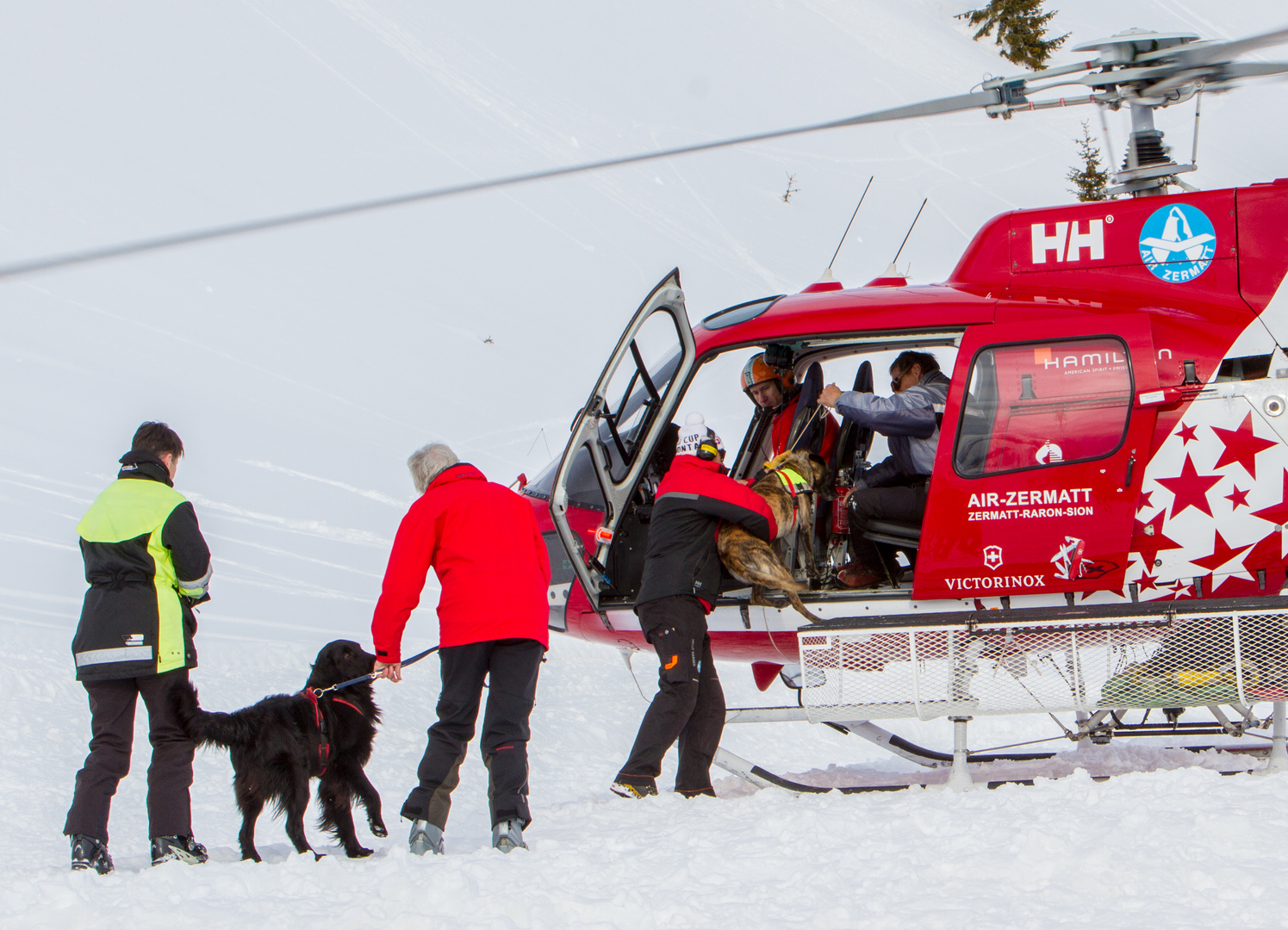 Lawinenhunde-Flugtraining