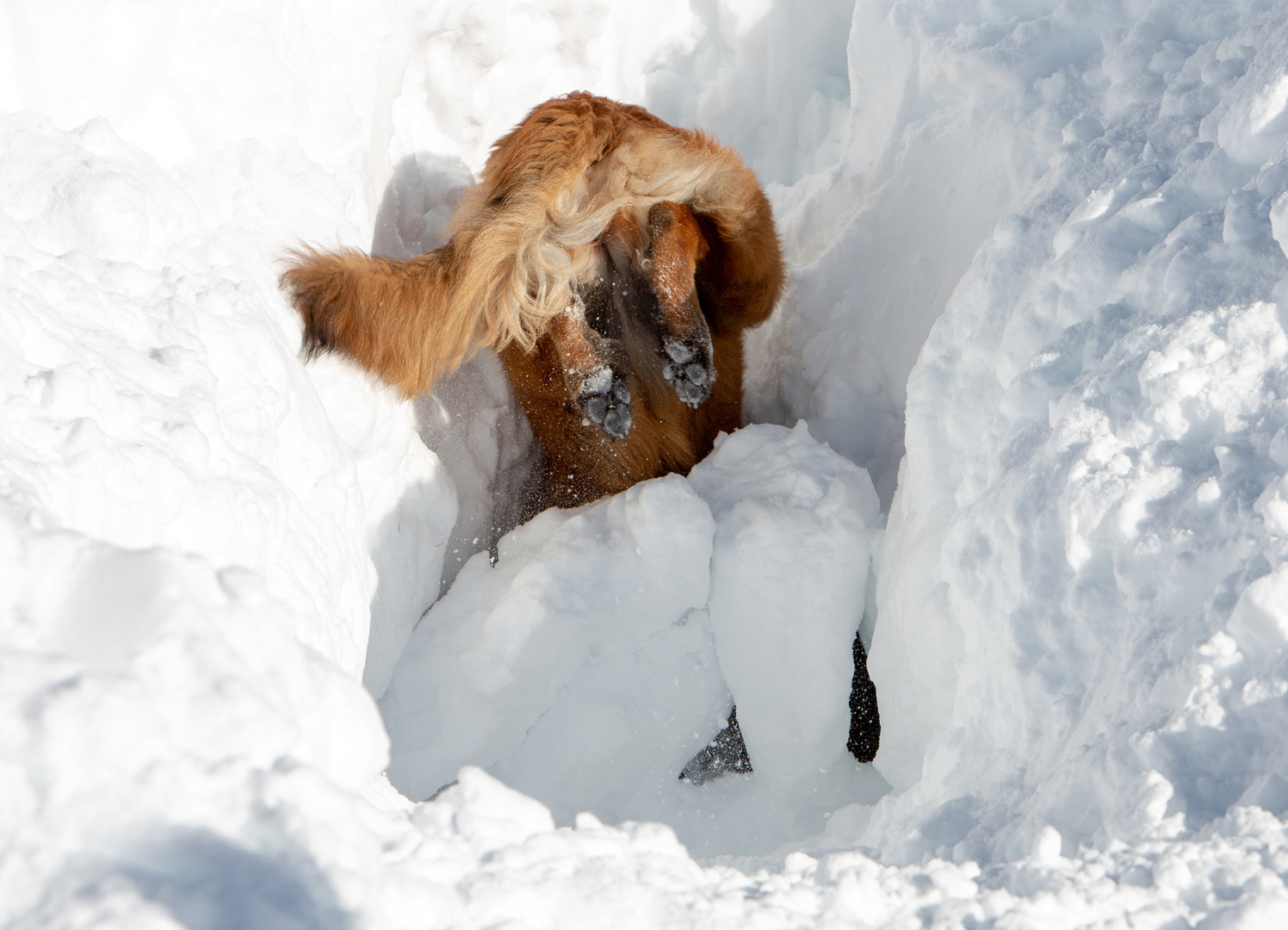 Lawinenhundetraining