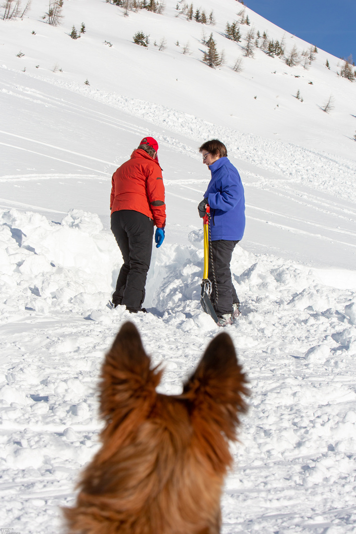 Lawinenhundetraining