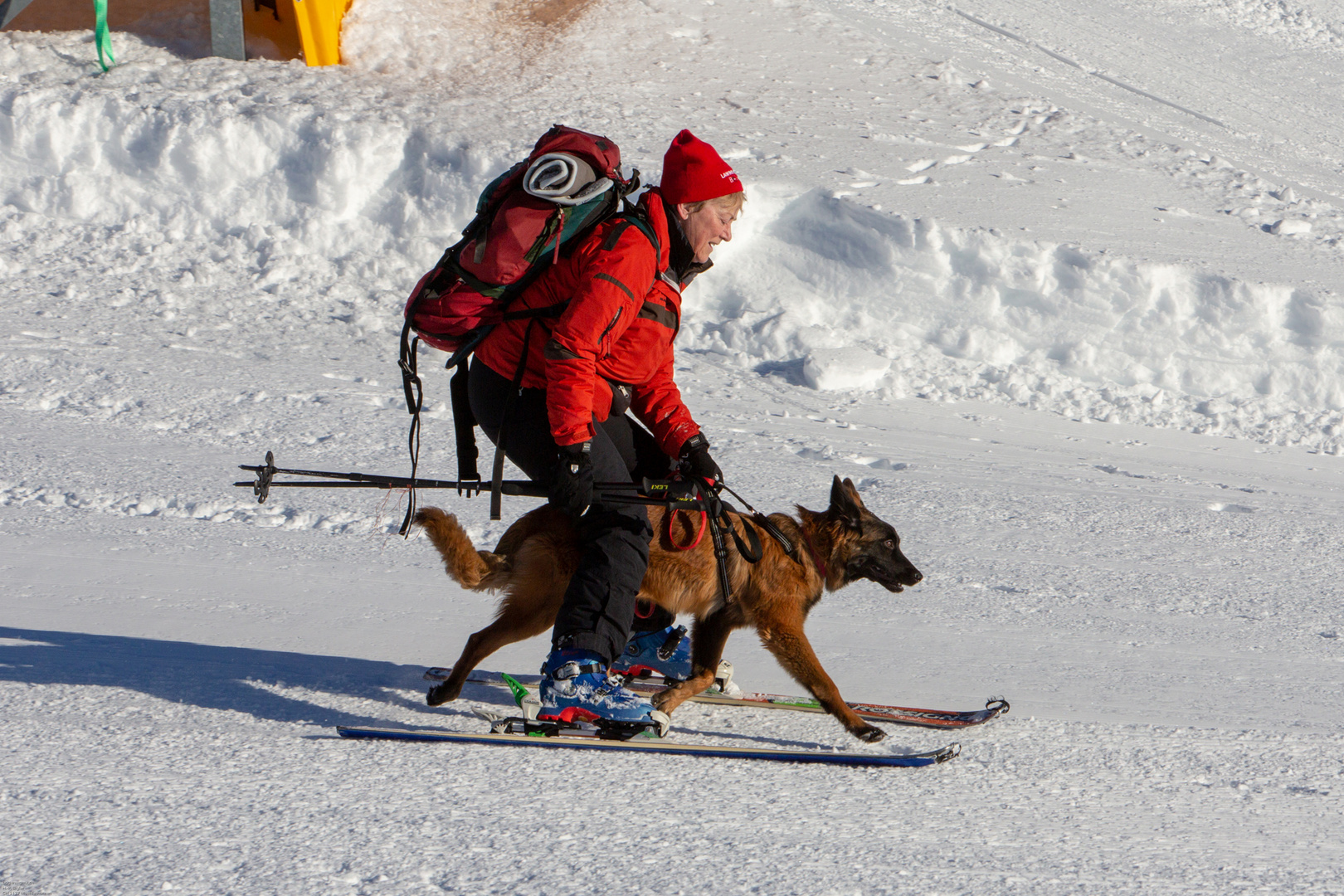 Lawinenhundetraining