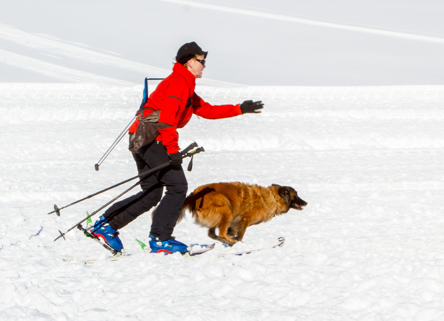 Lawinwnhunde - Training