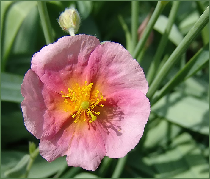 'Lawrensons Pink'