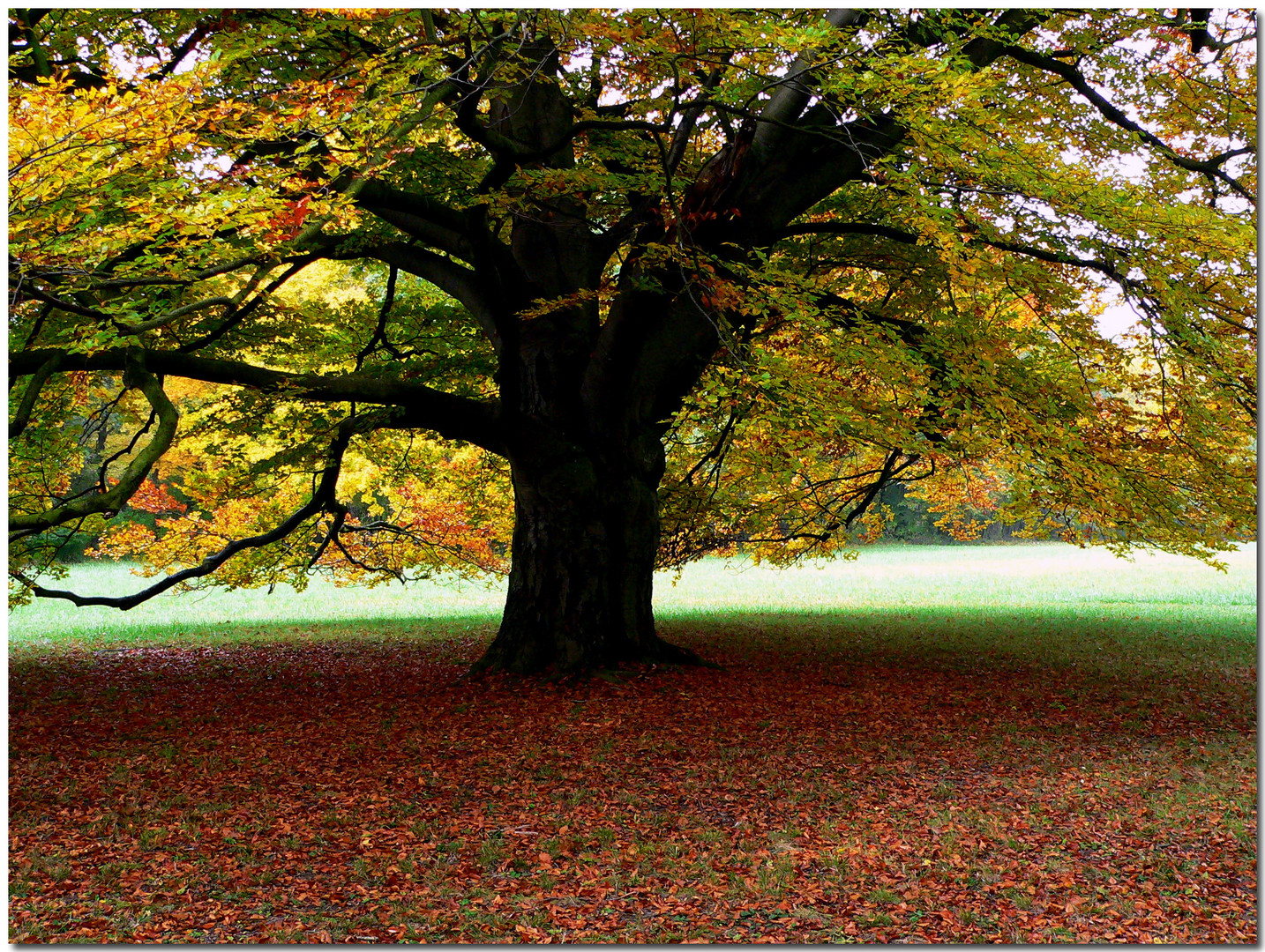 Laxenburg Park NÖ Herbststimmung