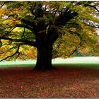 Laxenburg Park NÖ Herbststimmung