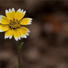 Layia chrysanthemoides