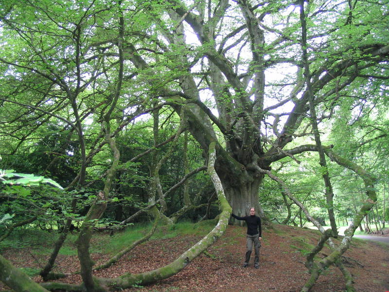 Laying Beech (äußerst seltene Riesenbuche, Schottland)