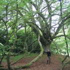 Laying Beech (äußerst seltene Riesenbuche, Schottland)