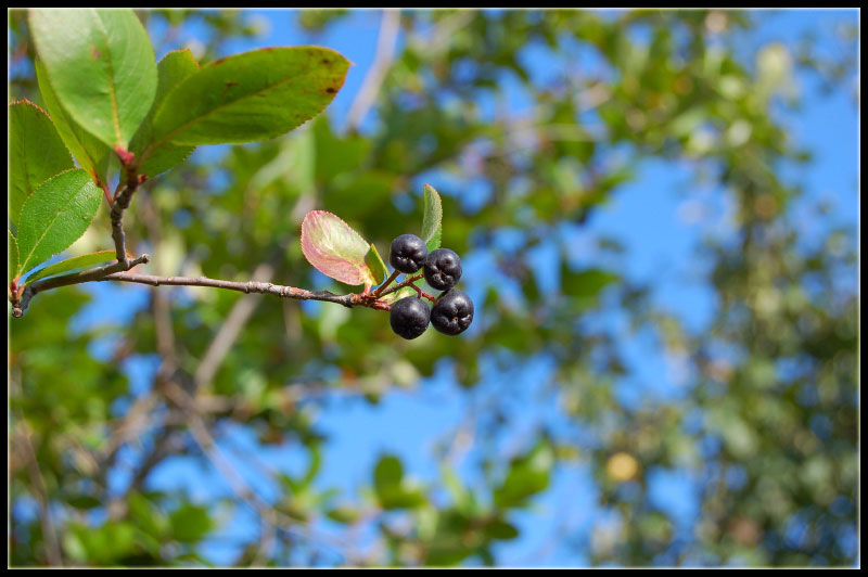 " Laying in a hammock, a little bit dreaming - I see... "