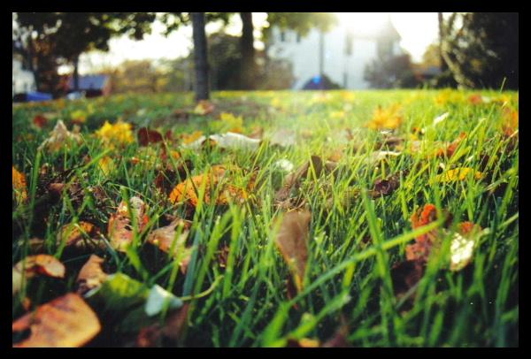 Laying in the Grass