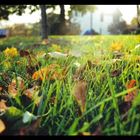 Laying in the Grass