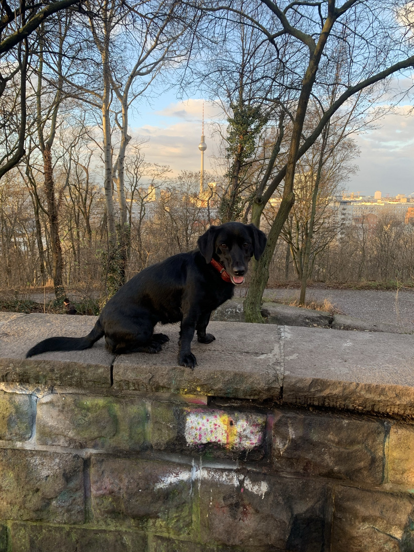 Layla in Berlin