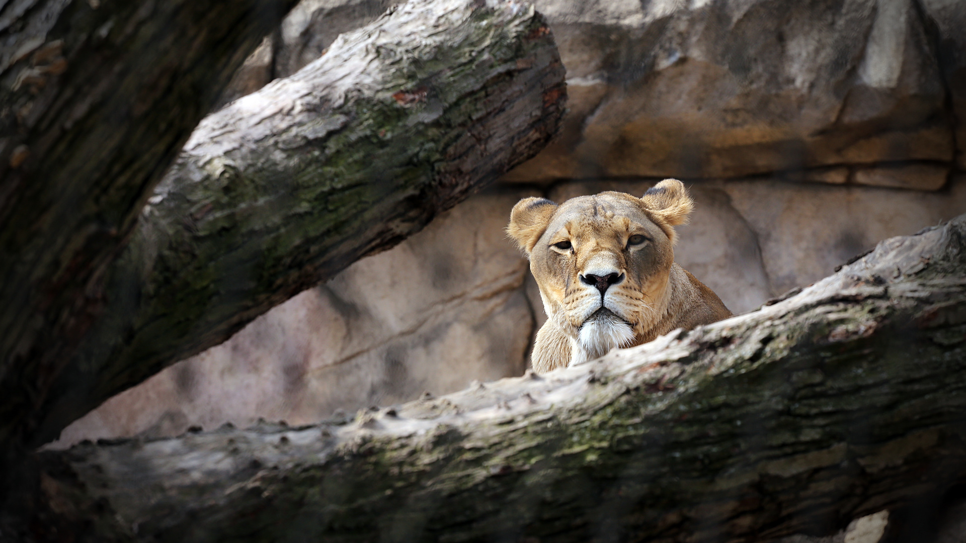 Layla (Zoo Dresden)