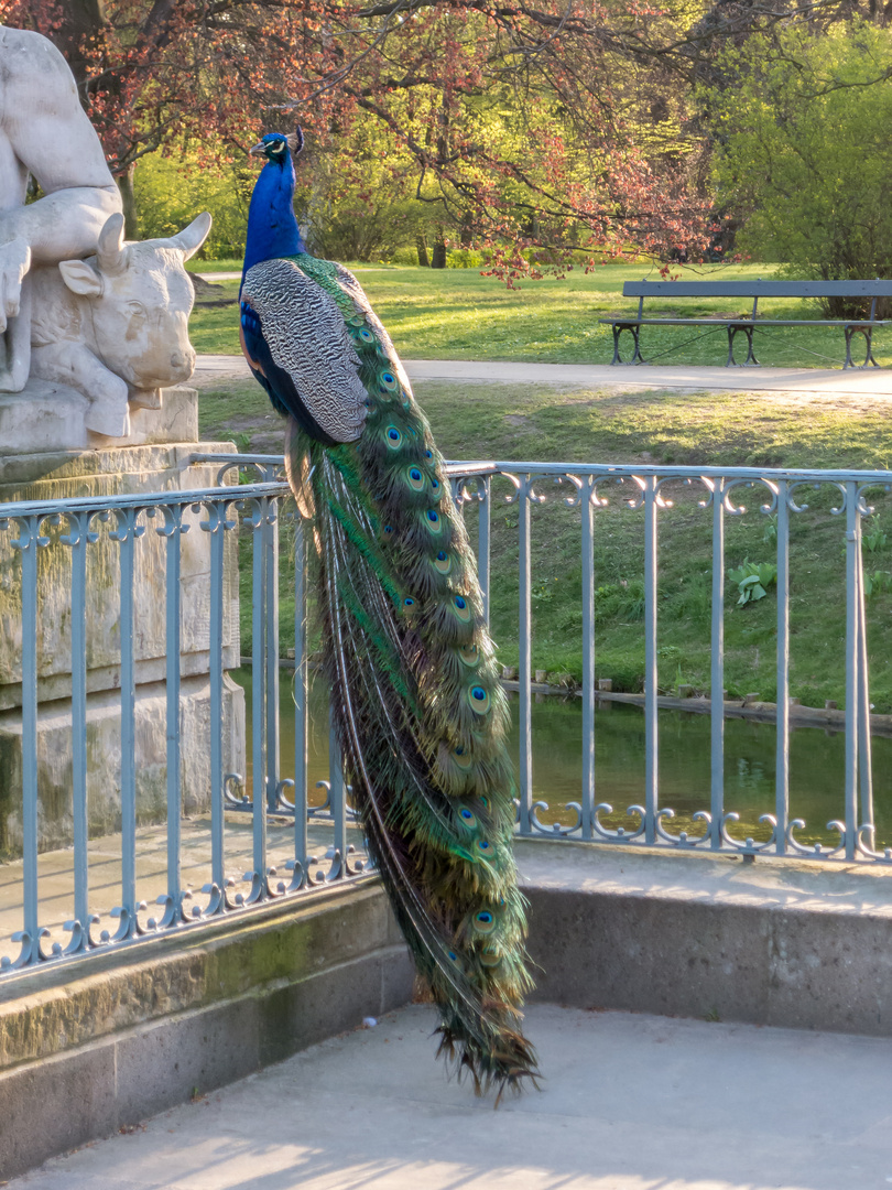 Lazienki Park