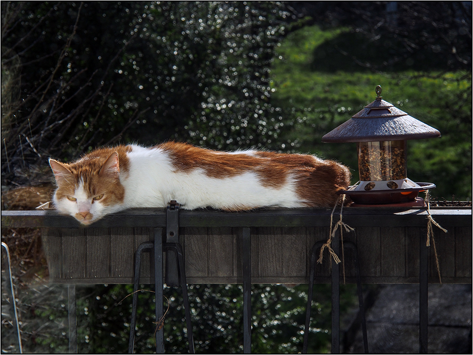 Lazin' on a sunny afternoon