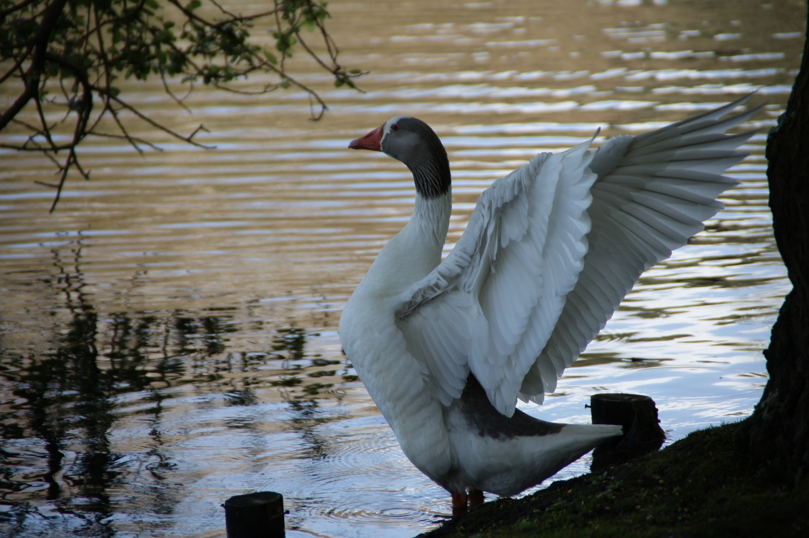 Lazing Goose