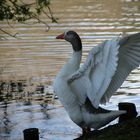 Lazing Goose