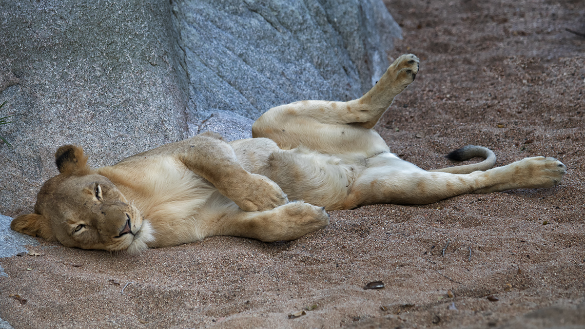 Lazing on a sunny afternoon