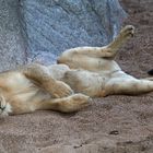 Lazing on a sunny afternoon