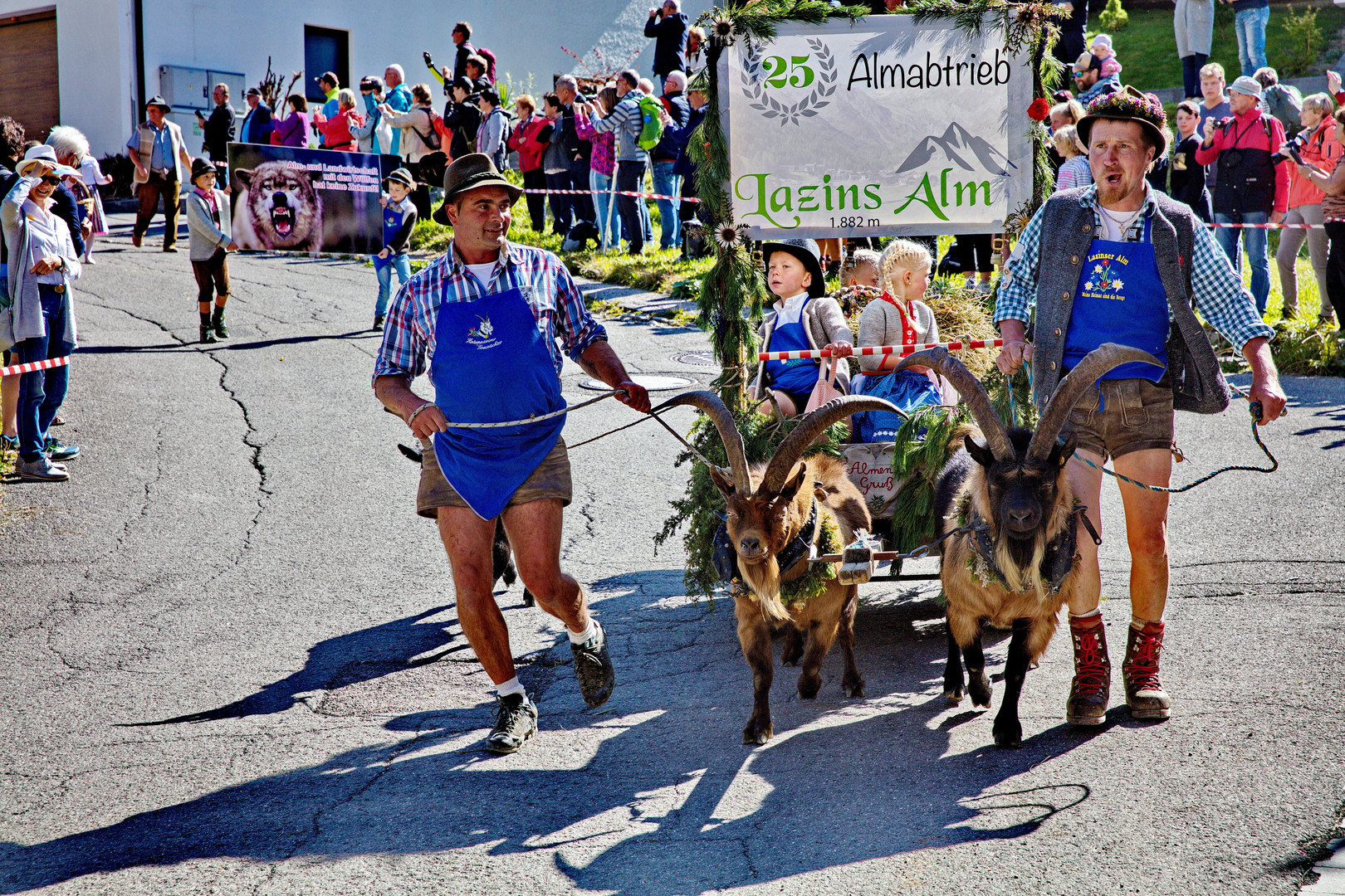 Lazinser Almabtrieb in Pfelders - Südtirol