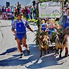 Lazinser Almabtrieb in Pfelders - Südtirol